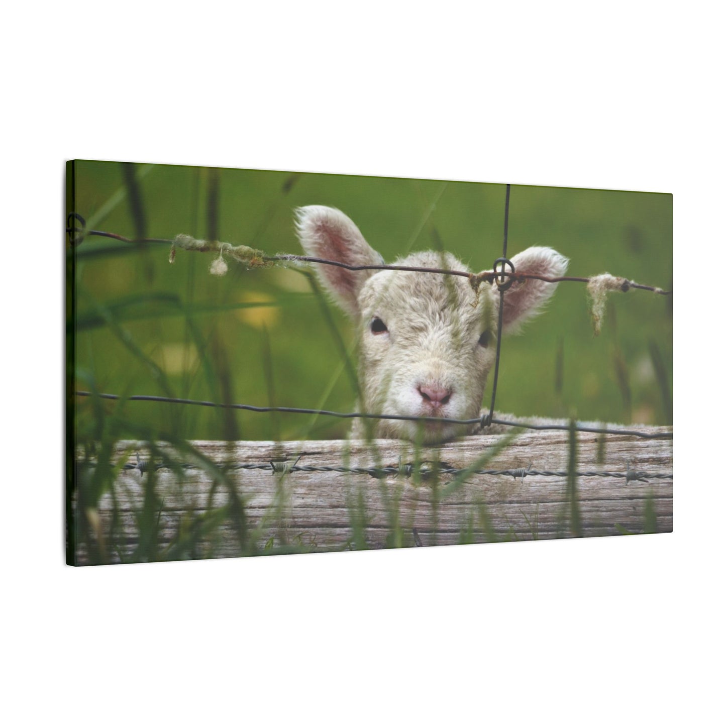 Pix By Ozi  "Spring Lamb "  Victoria Australia printed on Canvas