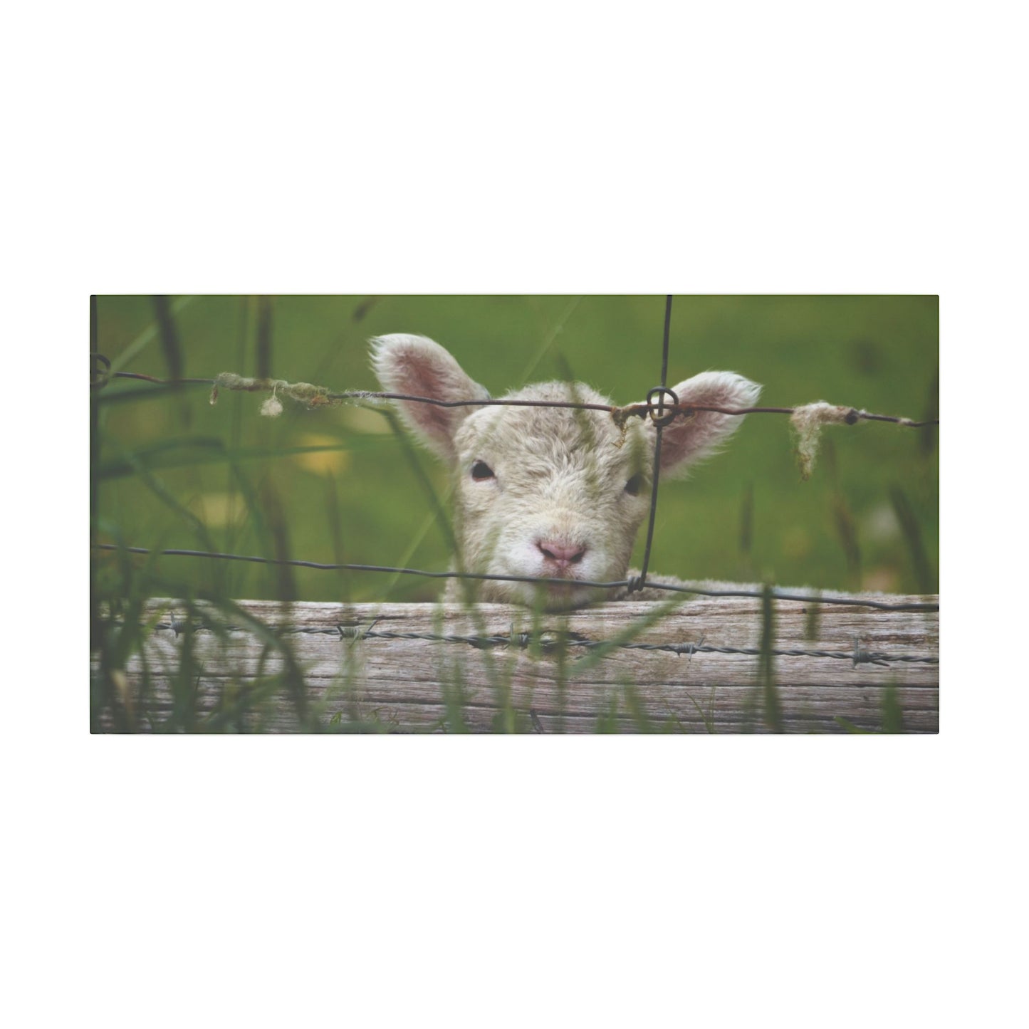 Pix By Ozi  "Spring Lamb "  Victoria Australia printed on Canvas