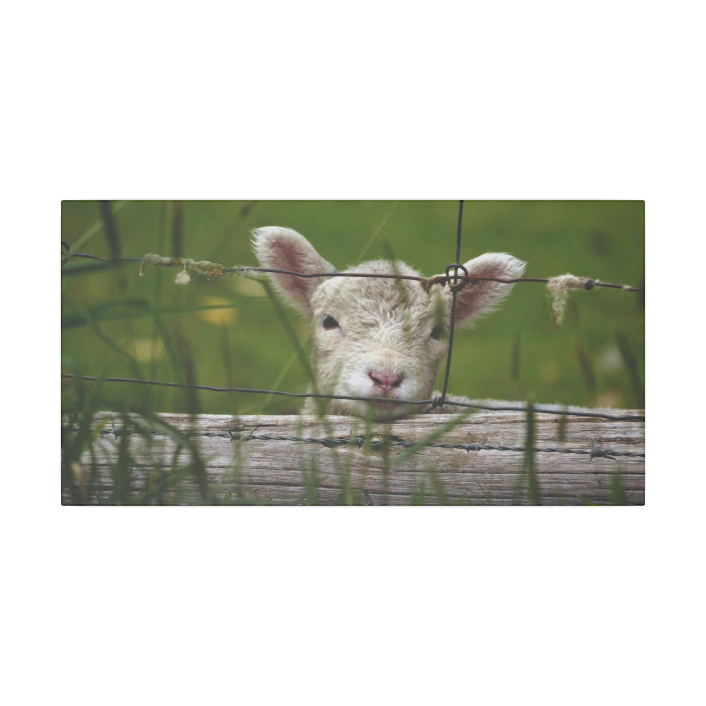 Pix By Ozi  "Spring Lamb "  Victoria Australia printed on Canvas