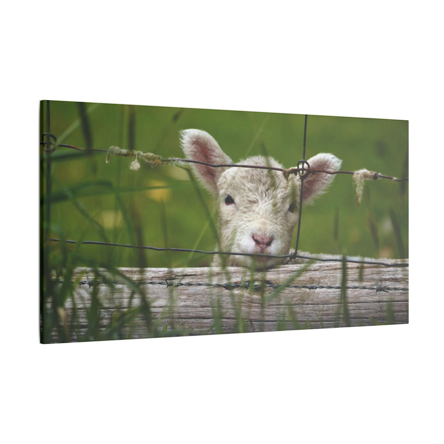 Pix By Ozi  "Spring Lamb "  Victoria Australia printed on Canvas