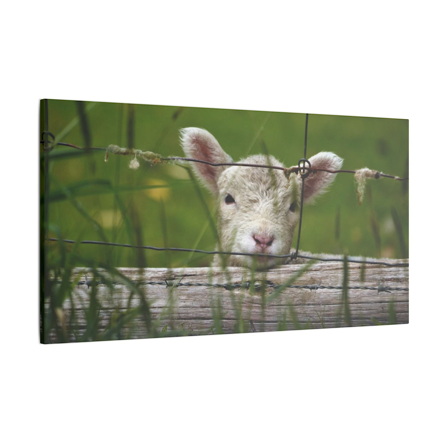 Pix By Ozi  "Spring Lamb "  Victoria Australia printed on Canvas